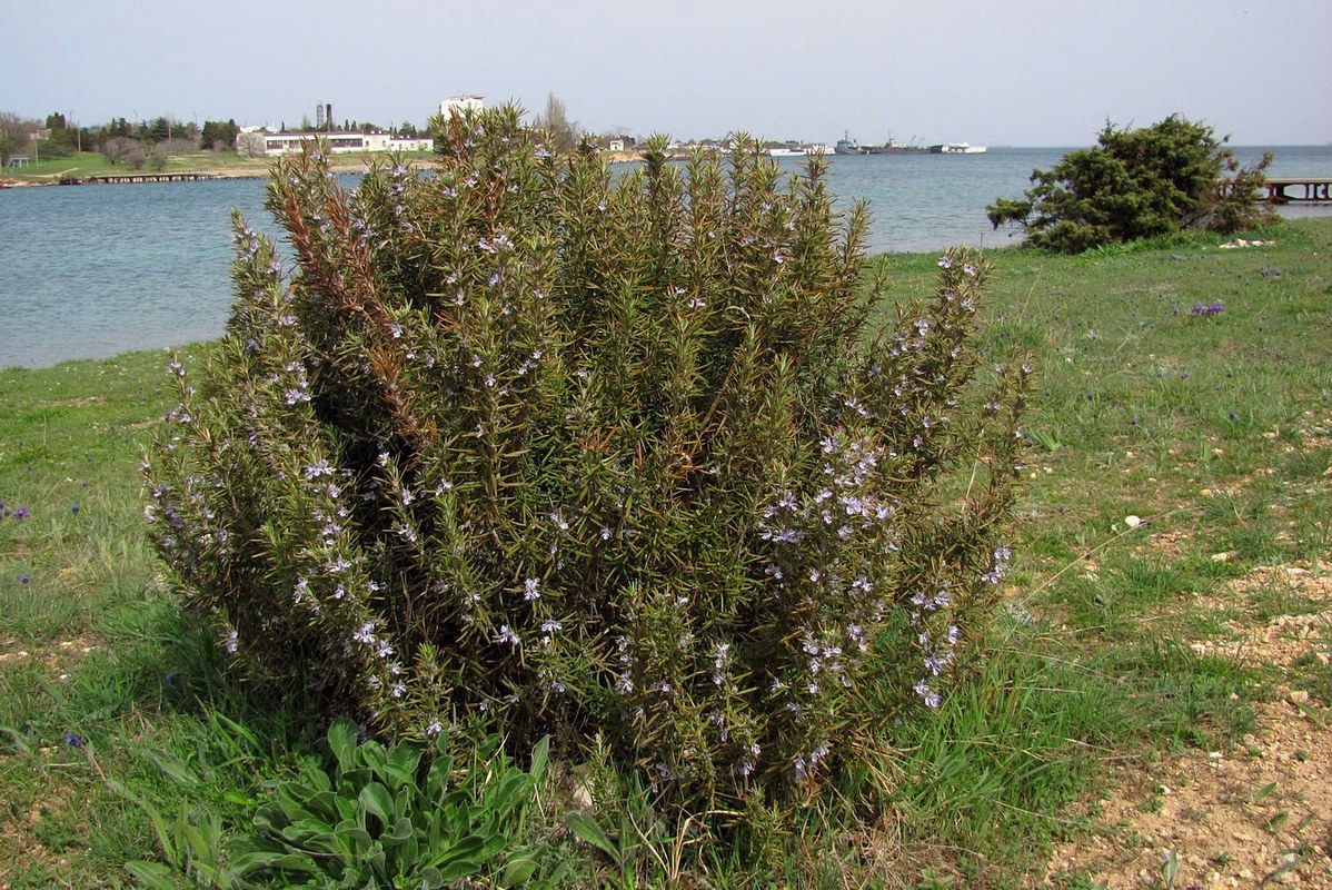 Изображение особи Rosmarinus officinalis.