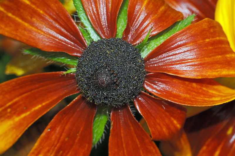 Image of Rudbeckia hirta specimen.