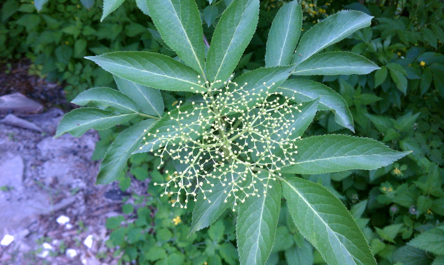 Изображение особи Sambucus nigra.