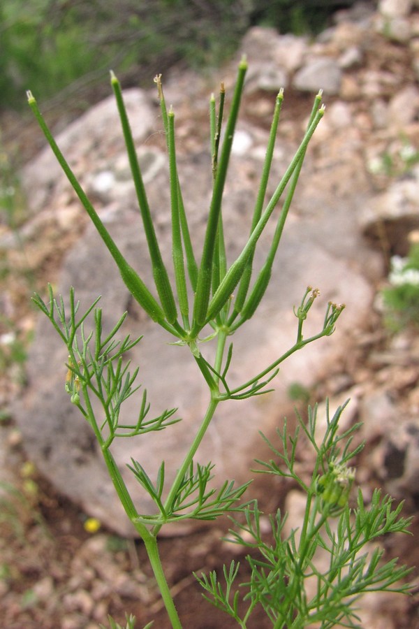 Image of Scandix macrorhyncha specimen.