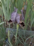 Iris zuvandicus