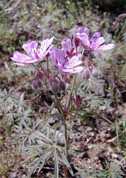 Изображение особи Geranium linearilobum.