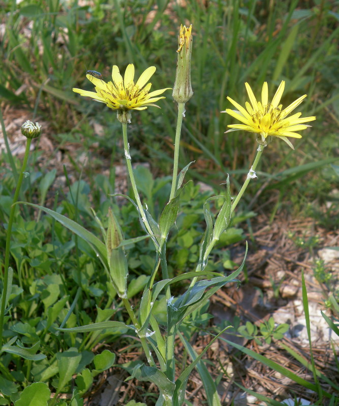 Изображение особи Tragopogon dasyrhynchus.