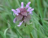 Lamium purpureum
