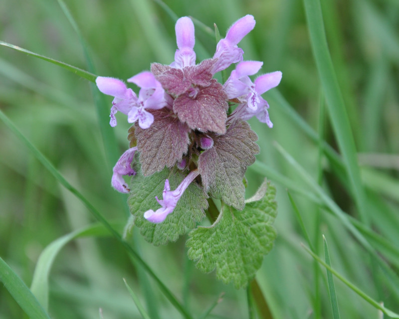 Изображение особи Lamium purpureum.