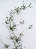 Spergula arvensis