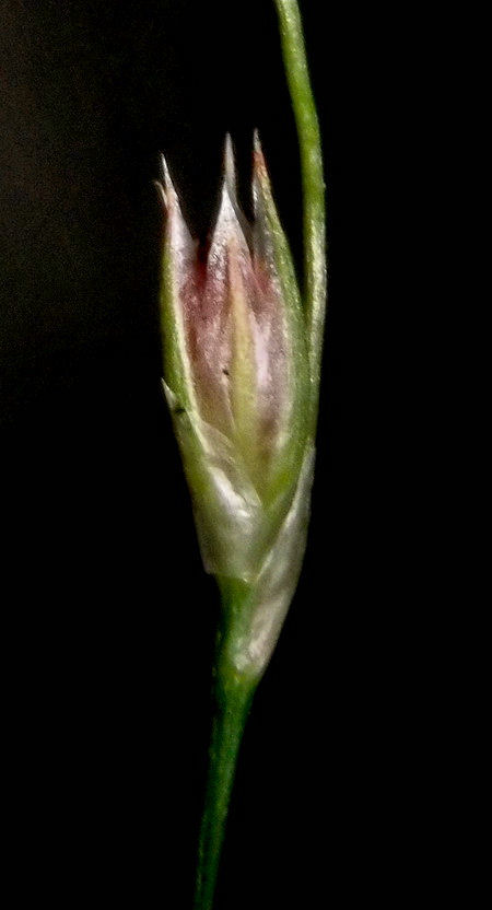 Image of Juncus amuricus specimen.