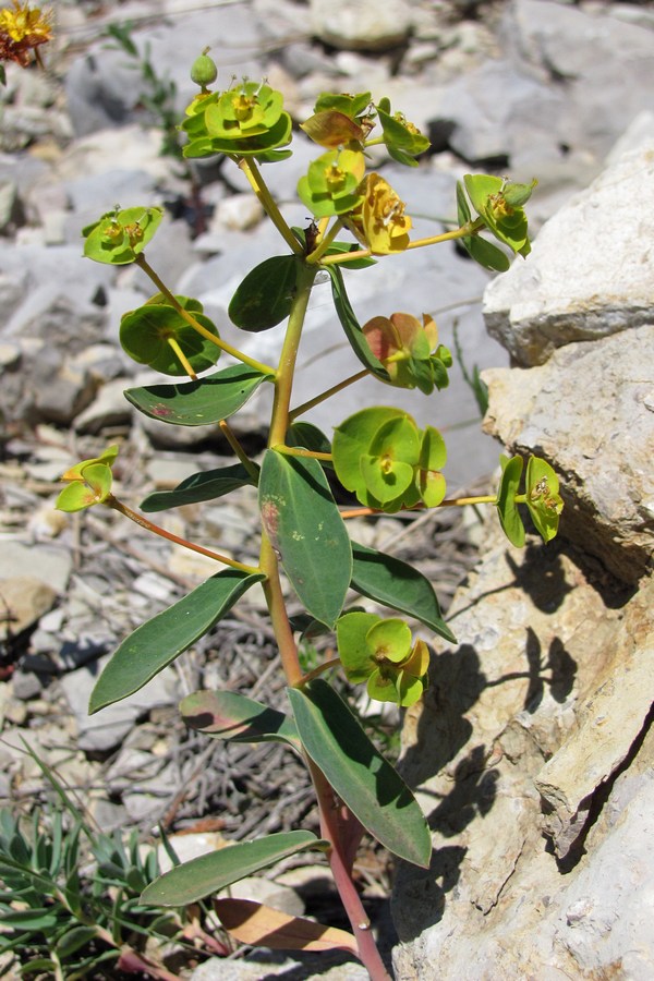 Изображение особи род Euphorbia.