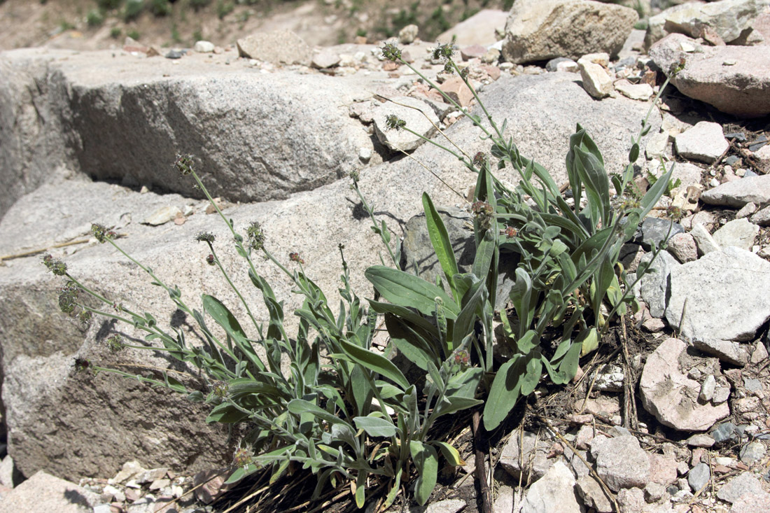 Image of Solenanthus karateginus specimen.