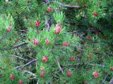 род Pinus