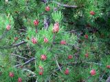 genus Pinus. Ветви с микростробилами. Финляндия, г. Иматра. 4 августа 2012 г.