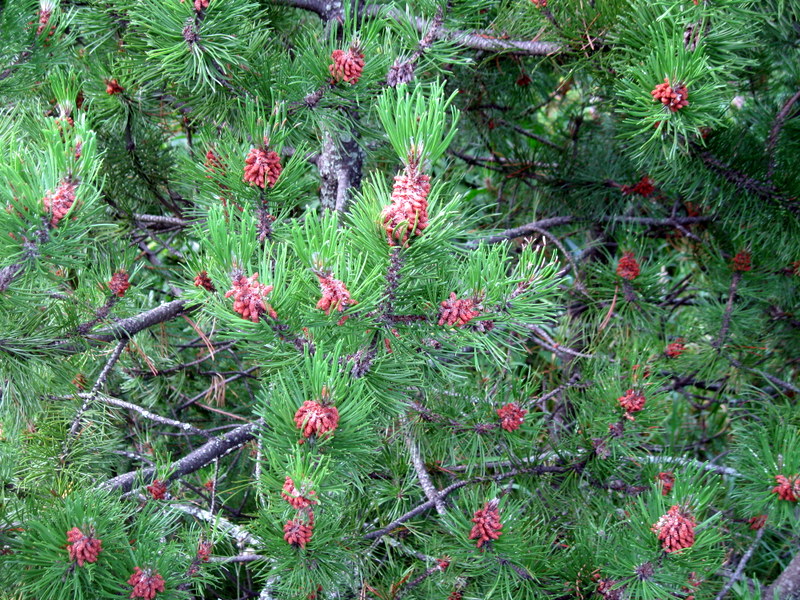 Image of genus Pinus specimen.