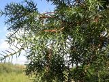 genus Juniperus. Ветвь. Краснодар, сад КГАУ. 14 сентября 2007 г.