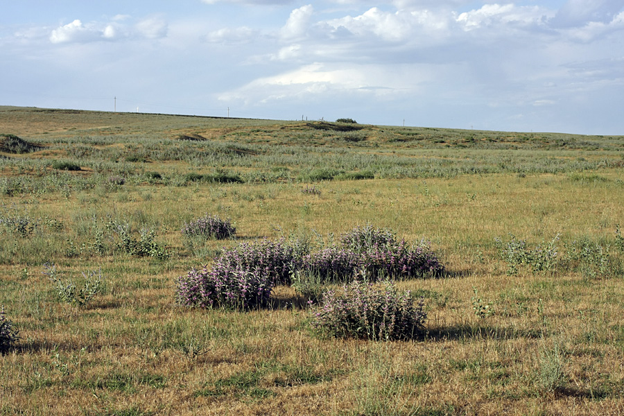 Image of Phlomis regelii specimen.