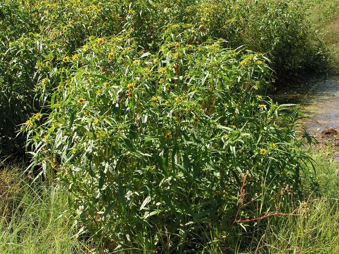 Изображение особи Bidens cernua var. radiata.