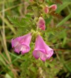 Phtheirospermum chinense. Цветки и листья. Приморский край, Спасский р-н, окр. с. Хвалынка. 26.08.2012.