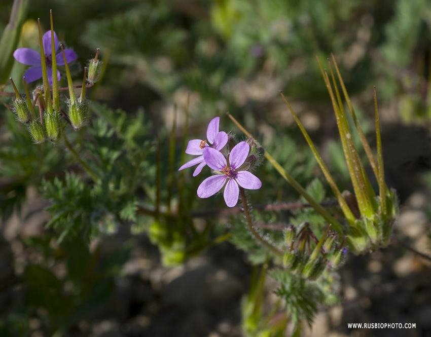 Изображение особи Erodium cicutarium.