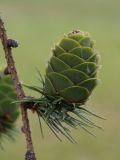 Larix decidua. Часть веточки с молодой шишкой. Санкт-Петербург, г. Ломоносов, парк. 08.07.2012.