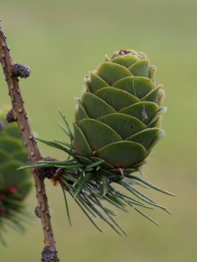 Изображение особи Larix decidua.