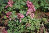 Corydalis solida. Цветущие растения. Москва, ботанический сад МГУ \"Аптекарский огород\". 28.04.2009.