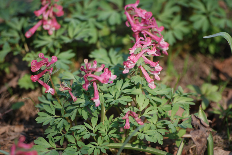 Изображение особи Corydalis solida.