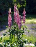 Lupinus × regalis. Цветущие растения (розовая форма). Московская обл., Раменский р-н, окр. дер. Хрипань, садовый участок. 04.06.2012.