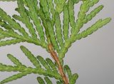 Thuja occidentalis. Часть веточки ('Danica'). Видна обратная сторона листьев. Германия, г. Кемпен, в культуре. 09.11.2012.