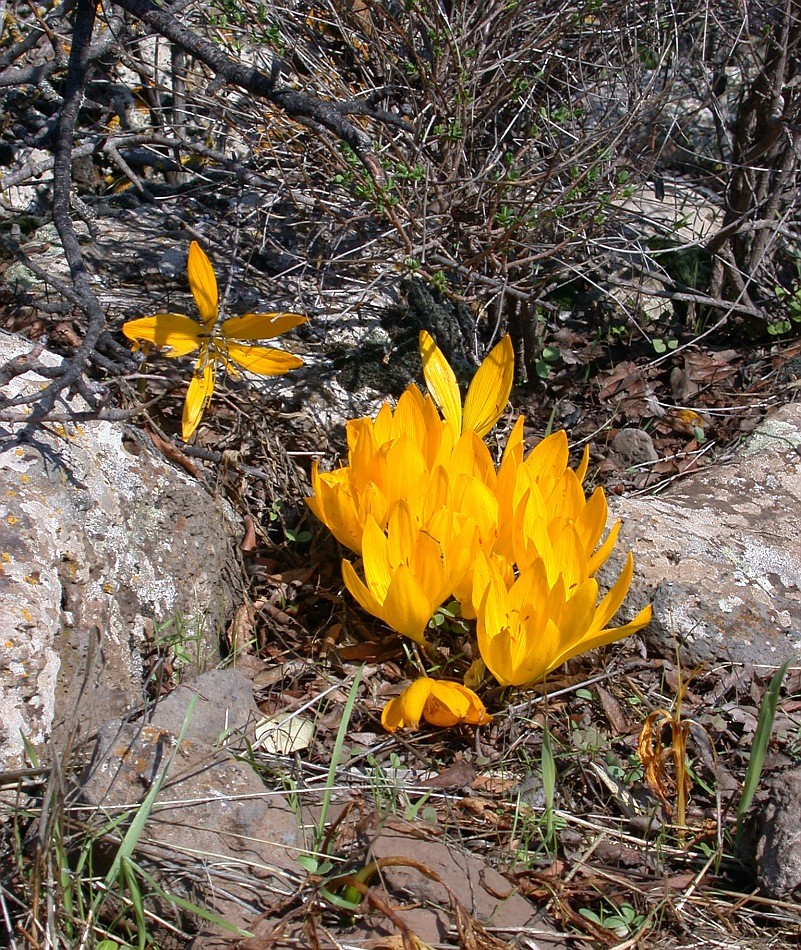 Изображение особи Sternbergia clusiana.