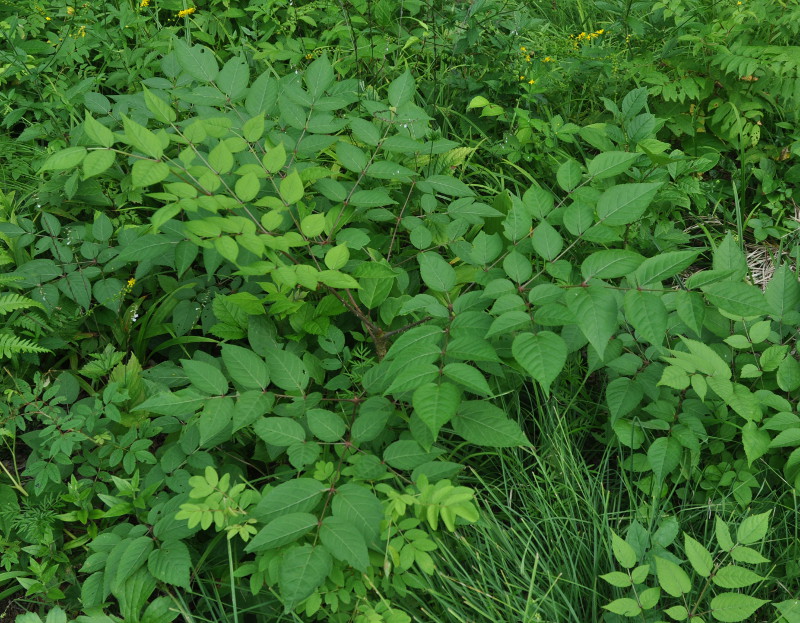 Изображение особи Aralia elata.