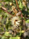 Hieracium virosum. Цветоложе со зрелыми семянками. Дагестан, окр. г. Махачкала, бархан Сарыкум. 14.09.2012.