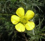Image of taxon representative. Author is Владимир Свириденко