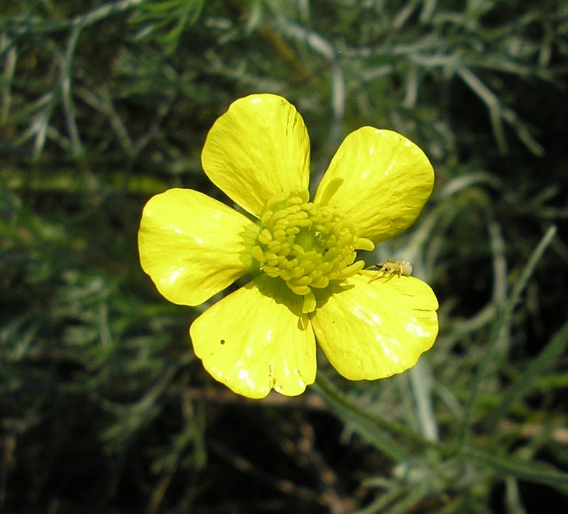 Изображение особи Ranunculus illyricus.