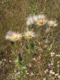 Cirsium vulgare. Плодоносящее растение. Украина, г. Запорожье, пос. Солнечный. 28.08.2009.