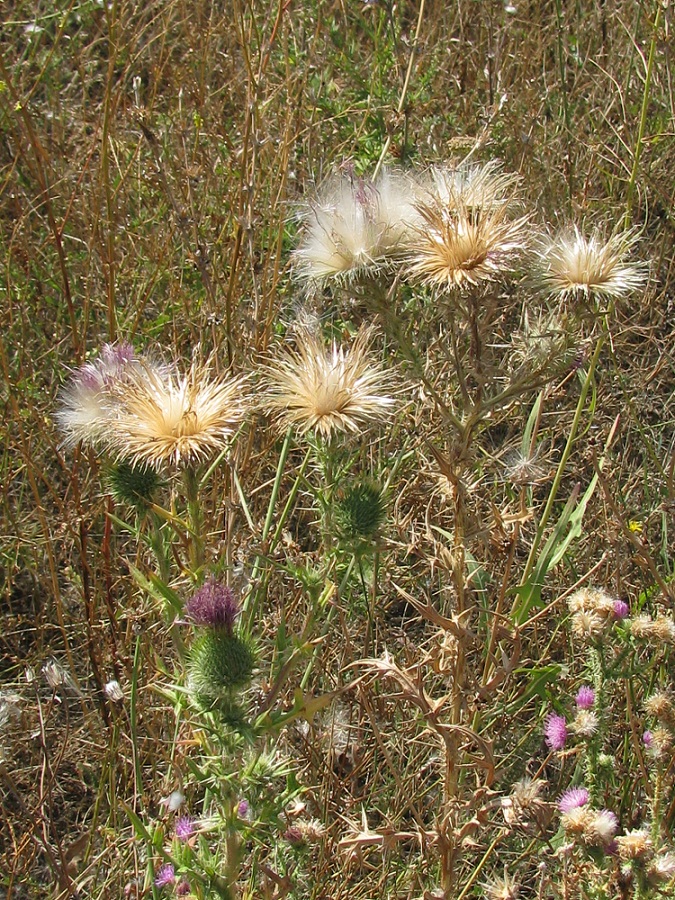 Image of Cirsium vulgare specimen.