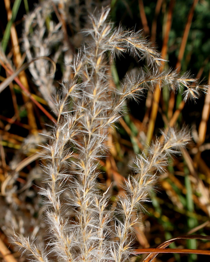 Image of Miscanthus sinensis specimen.