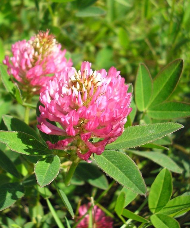 Image of Trifolium medium specimen.