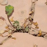 Malva parviflora. Молодое растение в высохшей дождевой луже. Израиль, центральная Арава, окр. пос. Сапир. 17.03.2013.