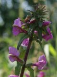 Pedicularis resupinata