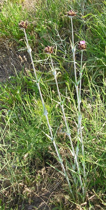 Изображение особи Dianthus andrzejowskianus.