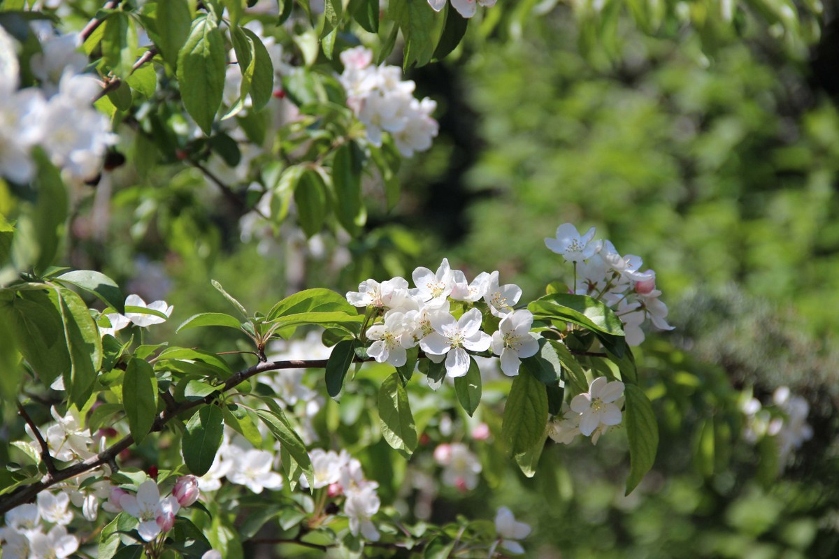 Изображение особи Malus baccata.