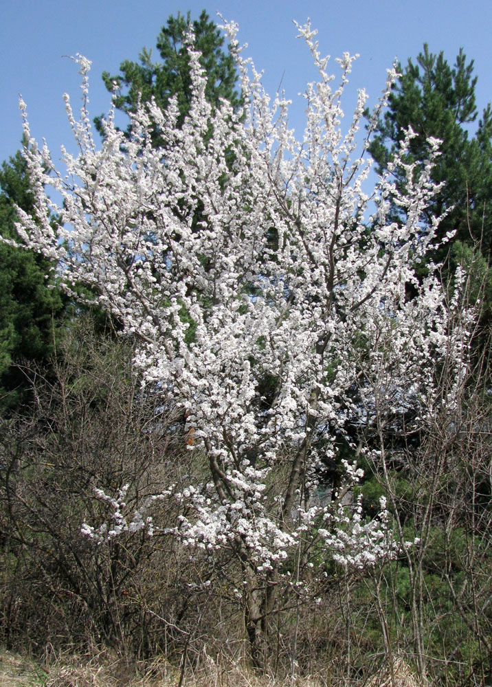 Image of Prunus cerasifera specimen.