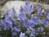 Veronica capsellicarpa