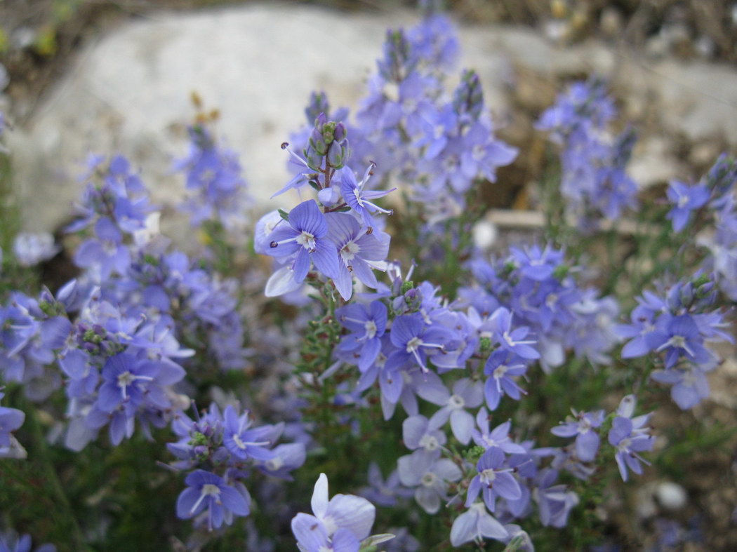 Изображение особи Veronica capsellicarpa.