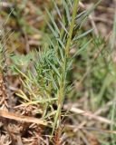 Linum tenuifolium