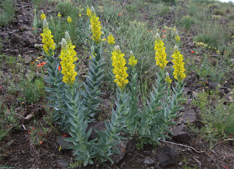 Изображение особи Linaria pyramidata.