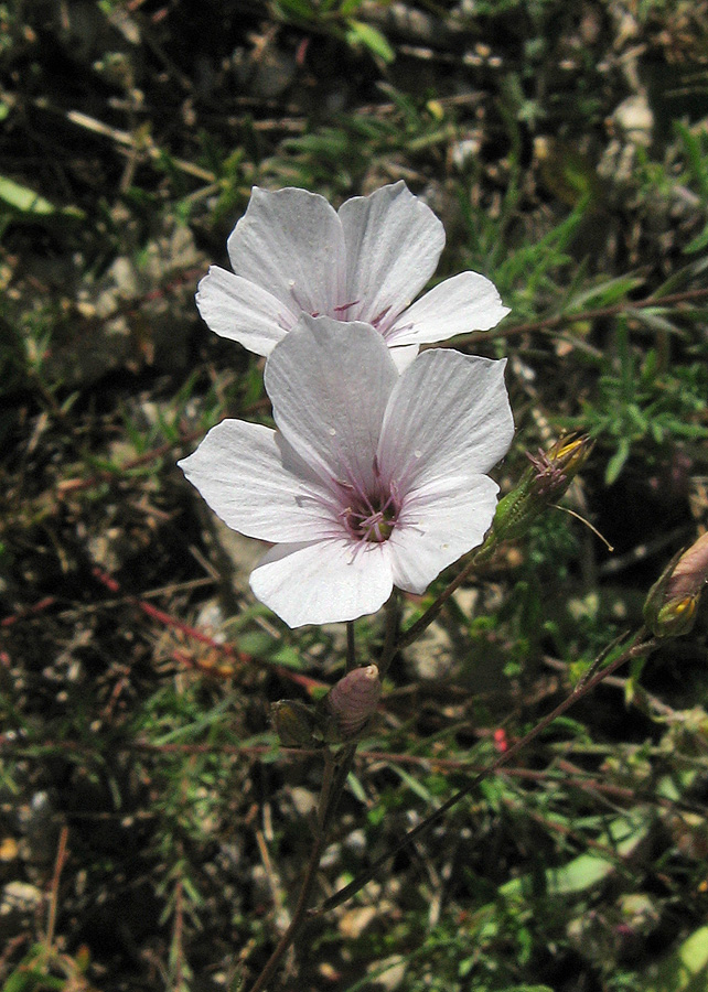 Image of Linum tenuifolium specimen.