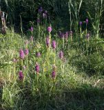 Dactylorhiza baltica. Цветущие растения. Эстония, Сааремаа, дер. Пилгусе, невыкашиваемый участок луга. 22.06.2013.