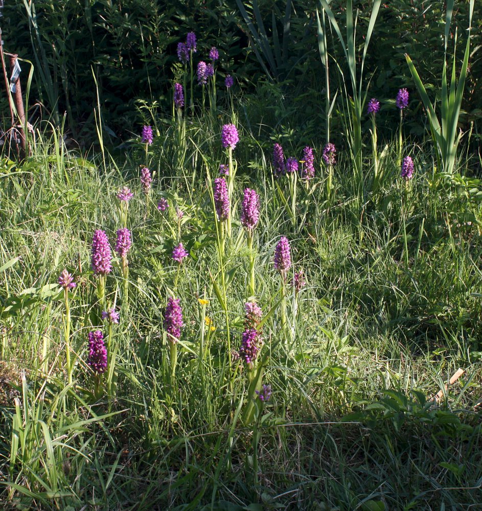 Изображение особи Dactylorhiza baltica.