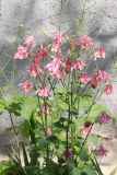 Aquilegia vulgaris