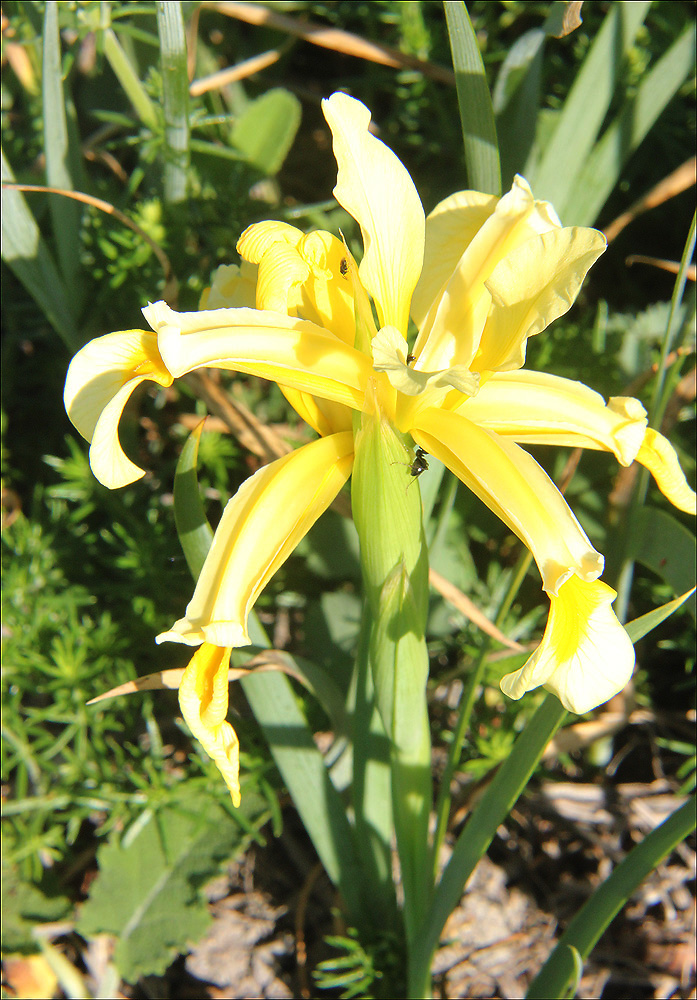 Image of Iris halophila specimen.